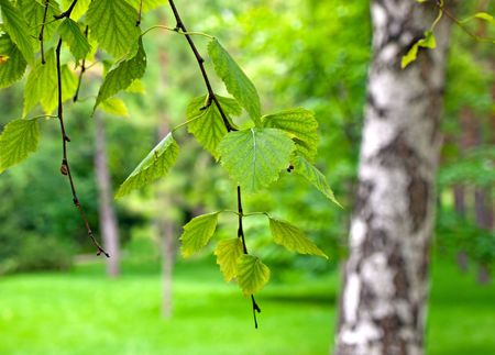 Close up of birch leaves on a branch over blurred natural backgroundの写真素材