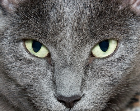 Eyes of Russian Blue Cat (Burmese Cat)の写真素材