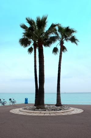 Silhouette of palm trees on the Cote d'Azur in the early morning, Nice, Franceの写真素材