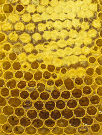 Fresh yellow honeycomb with honey background.の写真素材