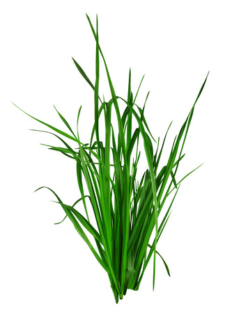 Blade of grass isolated on white background. Clipping Path included for your designの写真素材