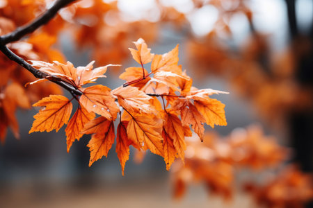 Vibrant orange leaves on the background of natureの素材