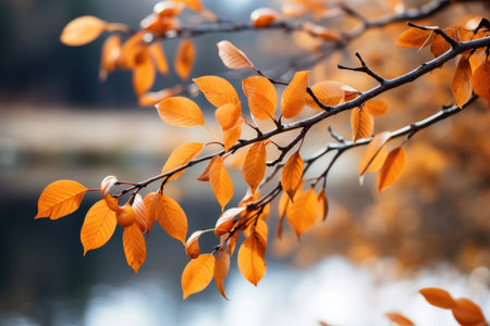 Vibrant orange leaves on the background of natureの素材