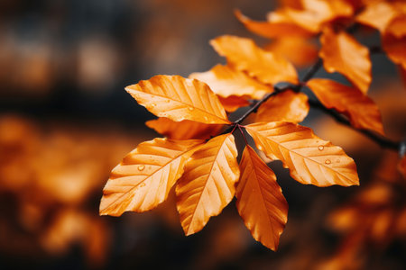 Vibrant orange leaves on the background of natureの素材