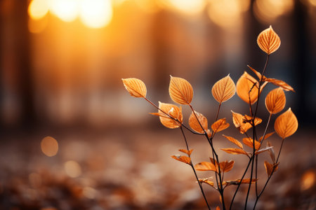 An autumn background of foliage at sunsetの素材