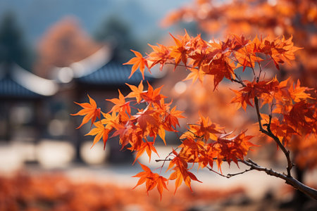 Beautiful maple leaves in autumn sunny dayの素材