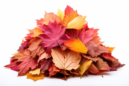 Big pile of colorful autumn leaves isolated on white backgroundの素材