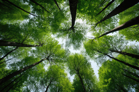 Green tops of trees leaving in perspectiveの素材