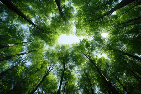 Green tops of trees leaving in perspectiveの素材