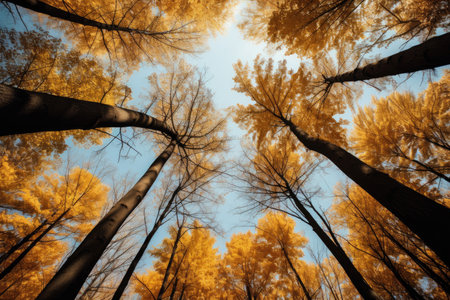 Yellow tops of trees leaving in perspectiveの素材