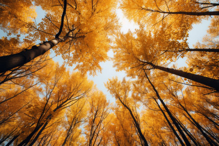 Yellow tops of trees leaving in perspectiveの素材