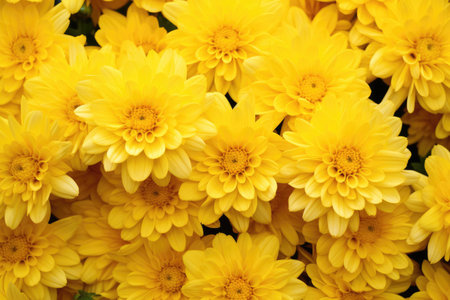 Yellow chrysanthemum flowers backgroundの素材