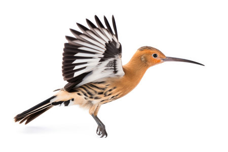 Eurasian hoopoe (Upupa epops) on white backgroundの素材