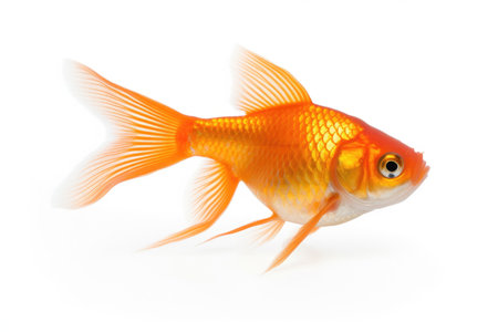Goldfish on white backgroundの素材
