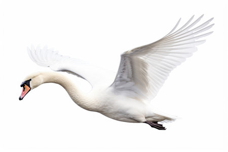 Flying swan on white backgroundの素材