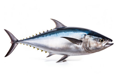 Bluefin tuna on white backgroundの素材