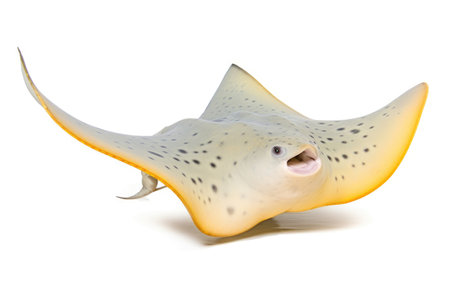 Shark ray fish close-upの素材