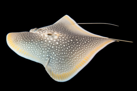 Shark ray fish close-upの素材