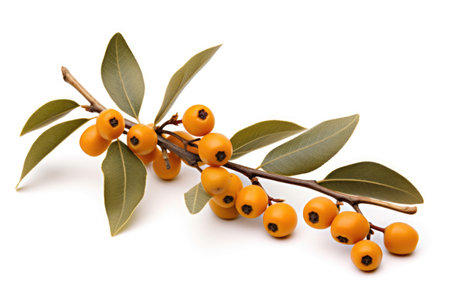 Buckthorn with leaves on white backgroundの素材