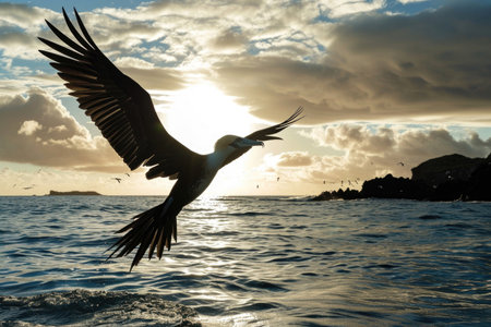 The grace and majesty of the Christmas Island Frigatebirdの素材