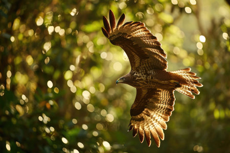 The Madagascar Serpent Eagle soaring gracefully above the emerald canopy of the rainforestの素材