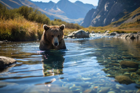 A grizzly bear fishing in a crystal-clear mountain streamの素材