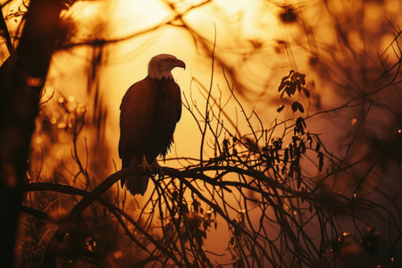 A bald eagle perching on a branch, illuminated by the golden hues of a sunriseの素材