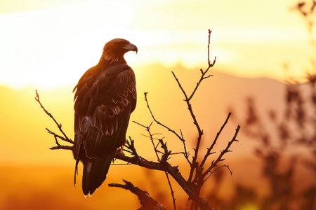 A golden eagle perched on a branch against the backdrop of a serene sunsetの素材