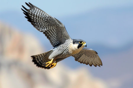 The Peregrine Falcon in full flight, wings outstretched, as it effortlessly slices through the airの素材