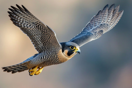 The Peregrine Falcon in full flight, wings outstretched, as it effortlessly slices through the airの素材