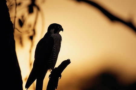 A Peregrine Falcon as a dusk hunter, its silhouette against the fading light of the dayの素材