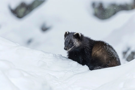 A wolverine exhibits stealth in the pristine alpine snowの素材
