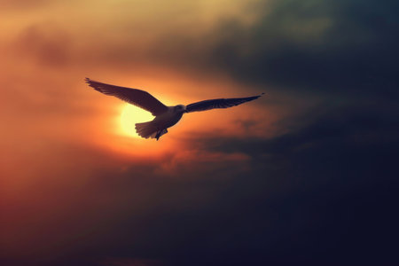 A seagull gliding gracefully through the sky, with its wings outstretchedの素材