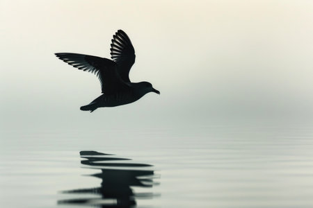 A storm petrel silhouetted against the backdrop of a misty morning sky, flying over calm watersの素材