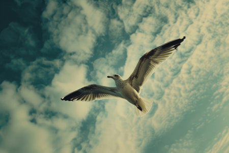 A seagull gliding gracefully through the sky, with its wings outstretchedの素材