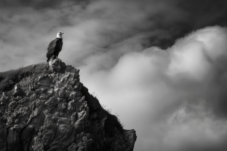 A stunning sea eagle perched majestically atop a cliff, surveying its domain with watchful eyesの素材