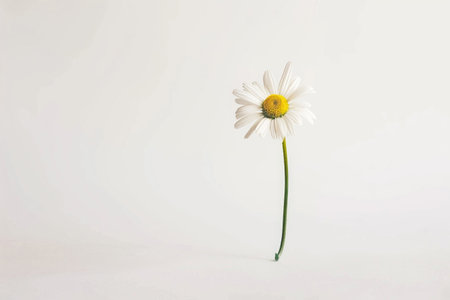 A single daisy stands tall on a white backgroundの素材