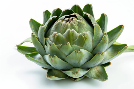 A fresh artichoke with leaves fanned out on a white backgroundの素材