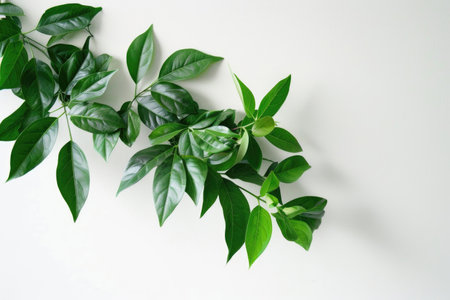 A modern arrangement of lush green leaves adorning a white wallの素材