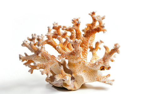 Vibrant Staghorn Porites coral isolated on whiteの素材