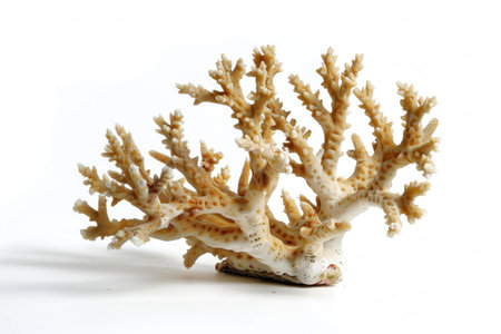 Vibrant Staghorn Porites coral isolated on whiteの素材