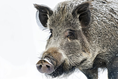A powerful boar exudes strength and intensity against a pristine white backdropの素材