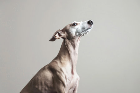 A majestic Italian Greyhound poses with elegance and graceの素材