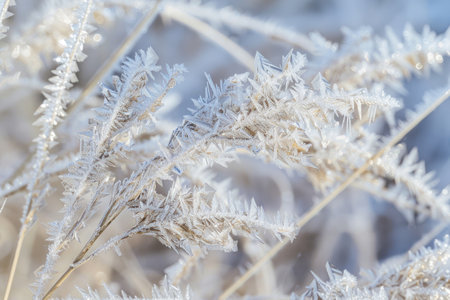 Delicate frost crystals adorning a springtime sceneの素材