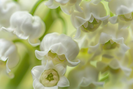 Lily of the valley flowers in full bloom, capturing their delicate beauty and sweet fragranceの素材