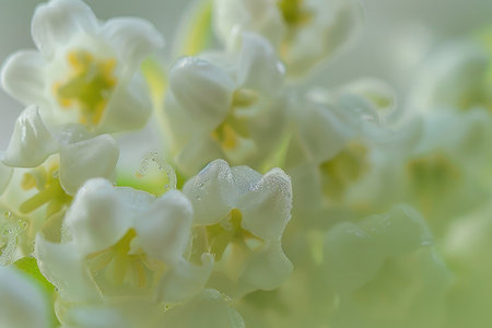 Lily of the valley flowers in full bloom, capturing their delicate beauty and sweet fragranceの素材