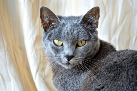 A Russian Blue cat, with its striking blue-gray coat, elegantly isolated against a luminous backdropの素材