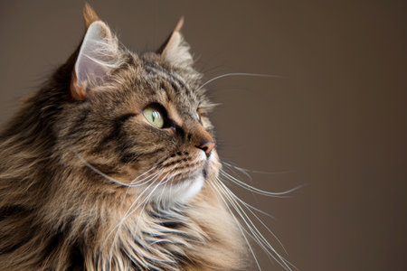 A Siberian cat exuding regal grace and majestic allure isolated against a luminous backdropの素材