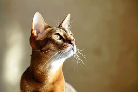 An Abyssinian cat gracefully isolated against a luminous backdropの素材