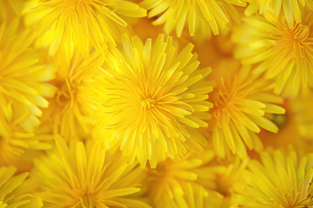 Vibrant yellow dandelions captured in exquisite detail, heralding the arrival of springの素材